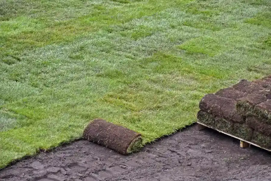 Benefits Of Sod Over Seed For Lawn Establishment in Raleigh, NC Benefits Of Sod Over Seed For Lawn Establishment in Raleigh, NC
