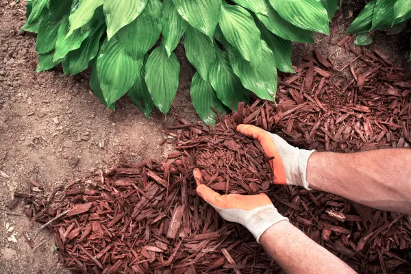 Professional Mulching Raleigh, NC Professional Mulching Raleigh, NC