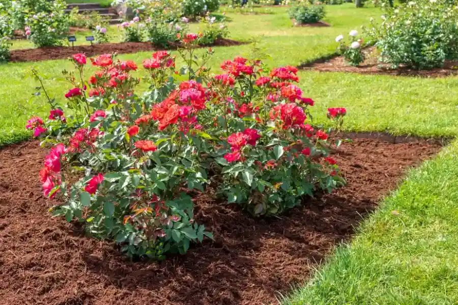 The Process Of Mulch Application For Long-term Results in Raleigh, NC The Process Of Mulch Application For Long-term Results in Raleigh, NC